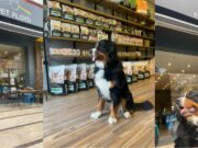 ALEX ARTIK BİR REKLAM YILDIZI