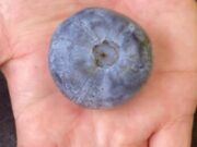 Dünyanın en büyük yaban mersini Guinness Rekorlar Kitabı’na girdi