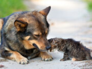 Sokak hayvanları aç kalmasın diye Askıda Mama kampanyası
